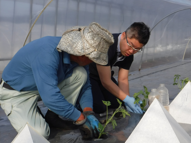 平成３０年　スイカの定植体験